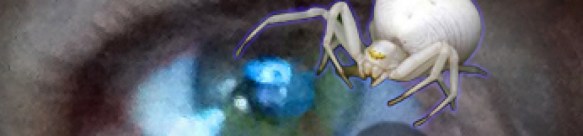 cropped-spider-and-the-eye1